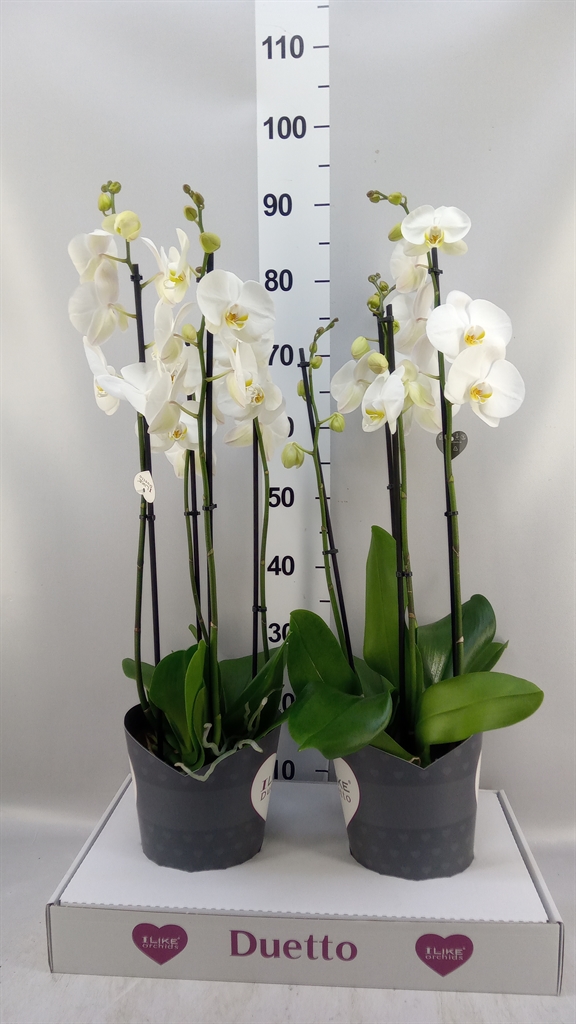 Phalaenopsis Oxford 17Ø 70cm 4st