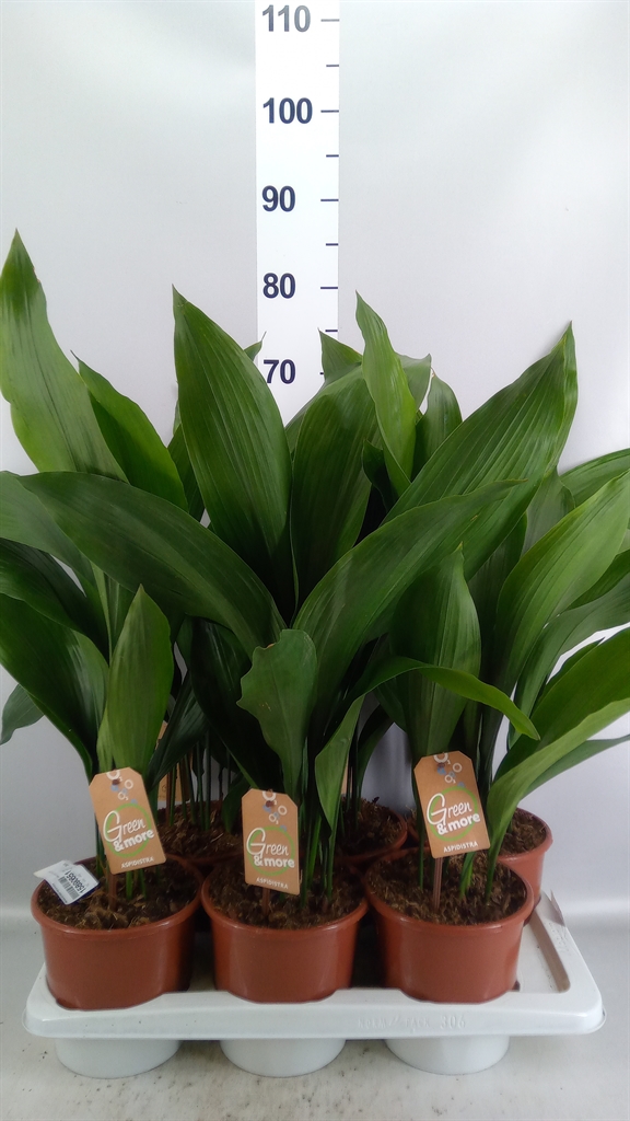 Aspidistra Elatior 17Ø 70cm