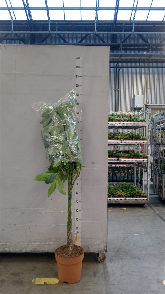 Pachira Aquatica 30Ø 150cm