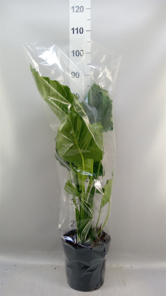 Alocasia Gageana 21Ø 90cm