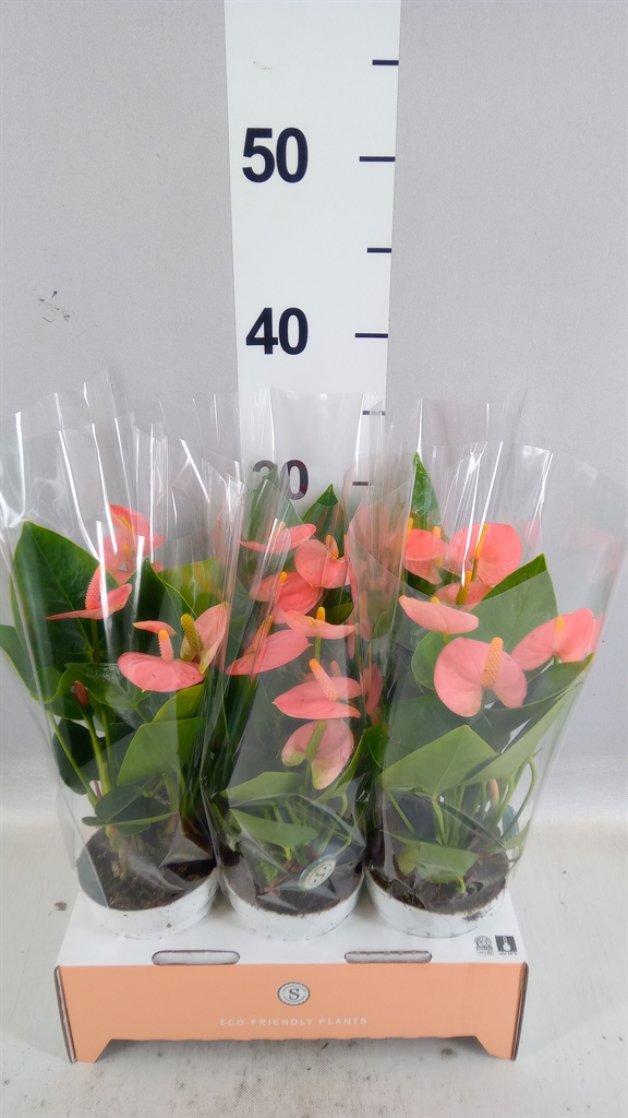 Anthurium Spirit 9Ø 30cm