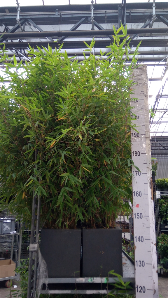 Farg Ov 60Ø 120cm