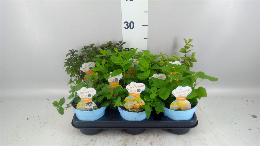Garden Herbs Mix 12Ø 15cm