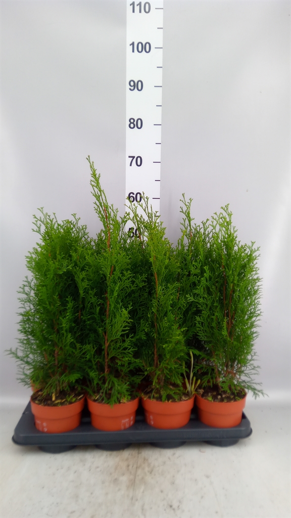 Thuja O Smaragd 13Ø 45cm