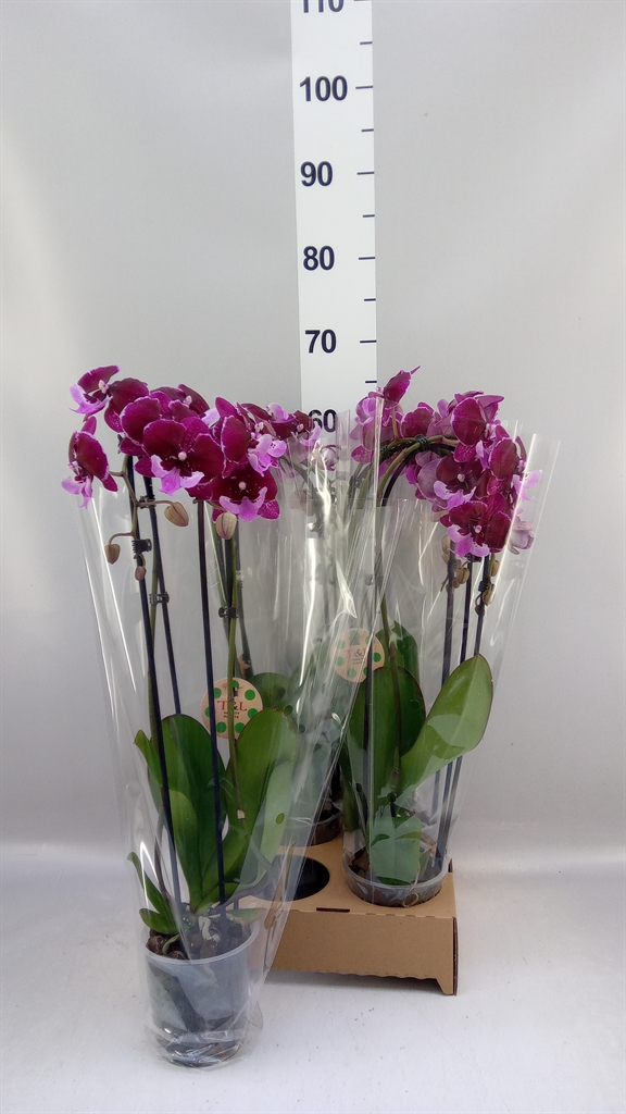 Phalaenopsis Cascade 12Ø 55cm 2st
