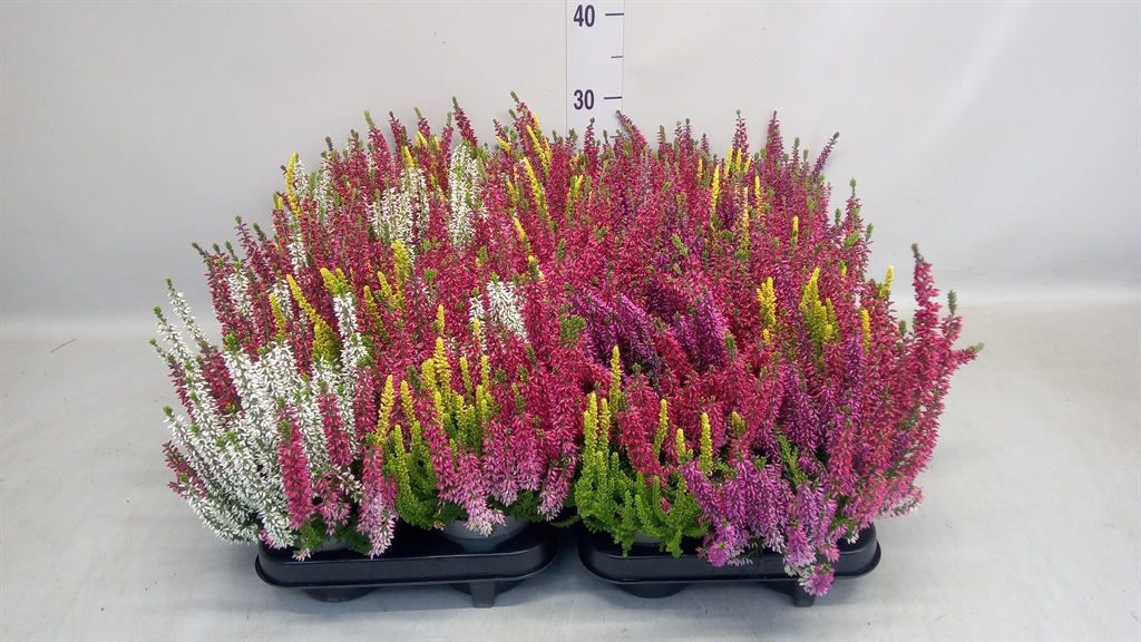 Calluna Beauty Ladies Mix In Pot 3 Colours 11Ø 25cm