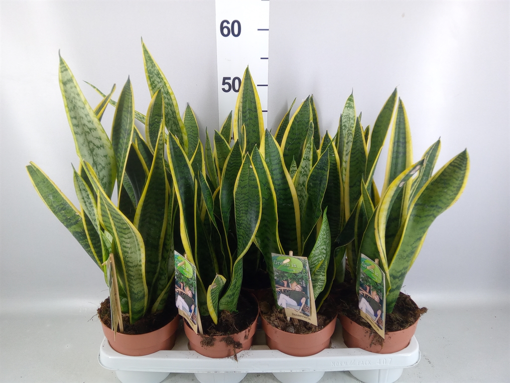 Sansevieria Laurentii 14Ø 50cm