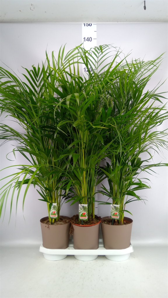 Dypsis Lutescens 20Ø 120cm