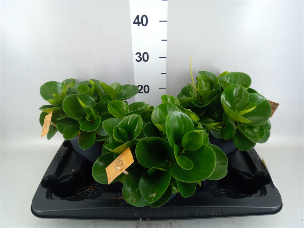 Pep Obt G Gold 15Ø 30cm
