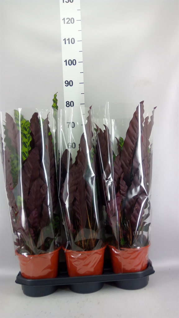 Calathea Lancifolia 19Ø 75cm