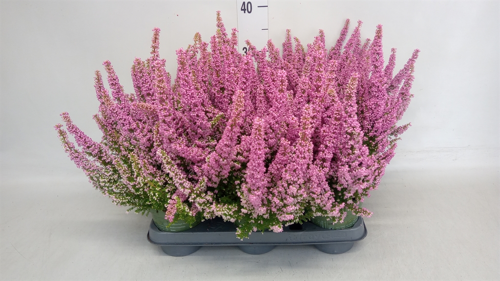 Erica Gracilis Beauty Queen Sylvia 12Ø 40cm