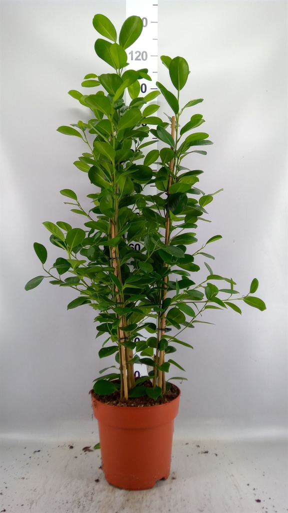 Ficus Microcarpa Moclame 24Ø 90cm