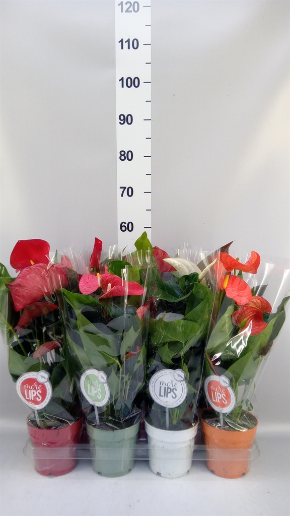 Anthurium Mix 14Ø 50cm