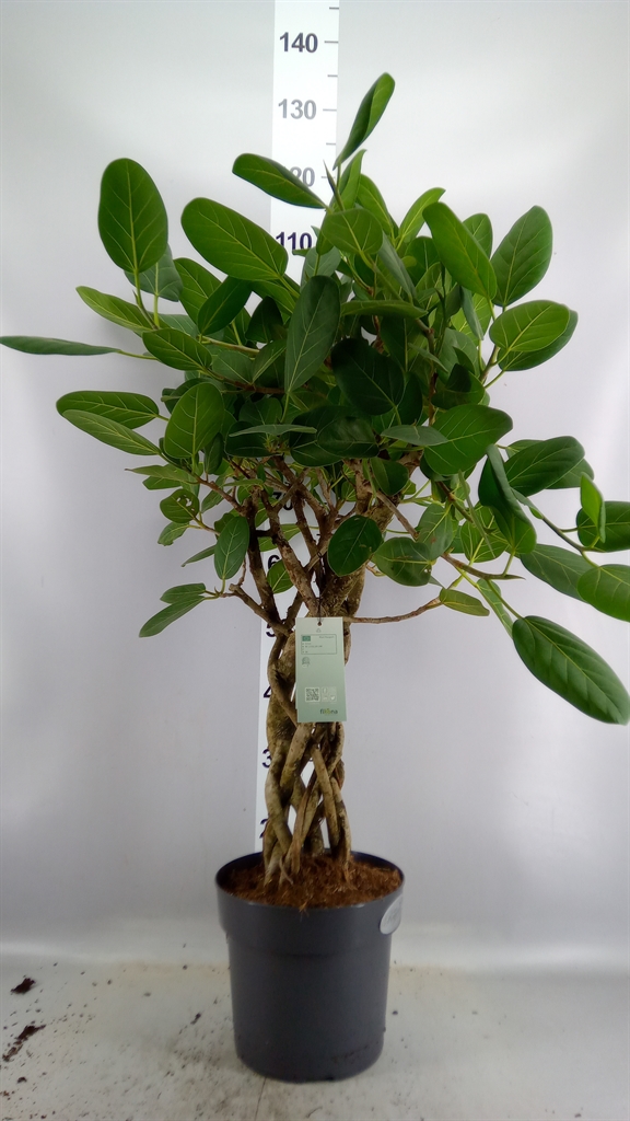 Ficus Benghalensis Audrey 24Ø 105cm