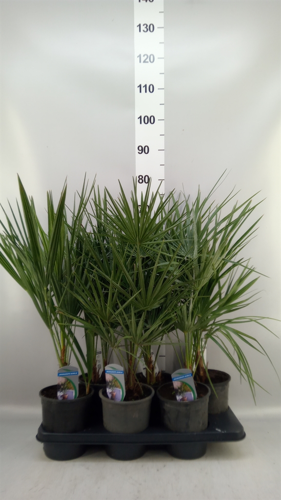 Chamaer Humilis 14Ø 55cm