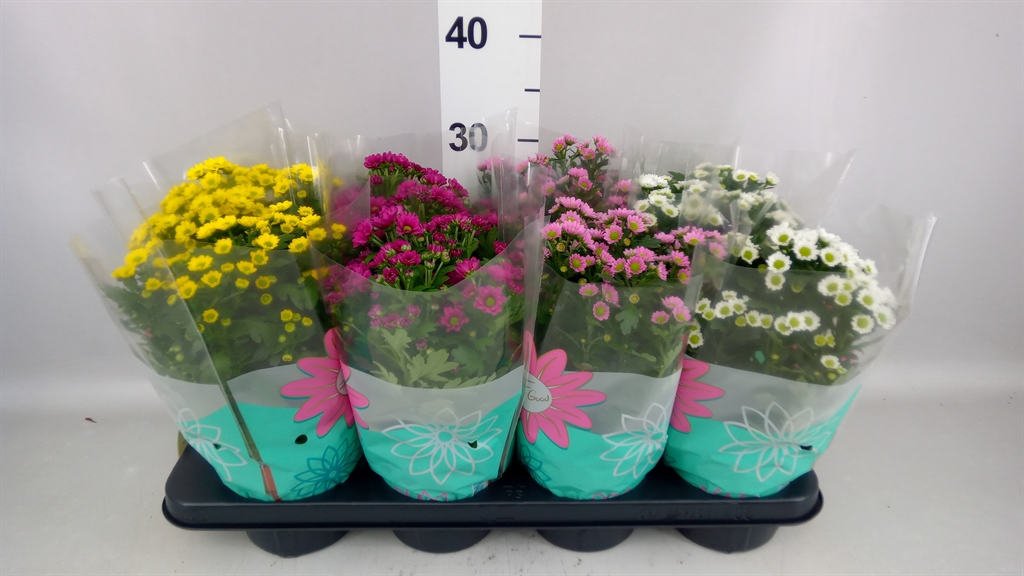 Chrysanth Madiba Mix 14Ø 29cm