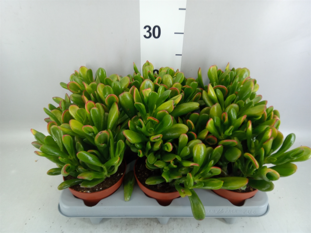 Euphorbia Abyssinica 35Ø 155cm
