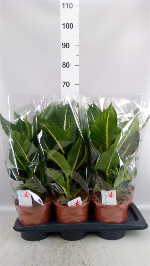 Dieff Ov Green Magic 17Ø 55cm