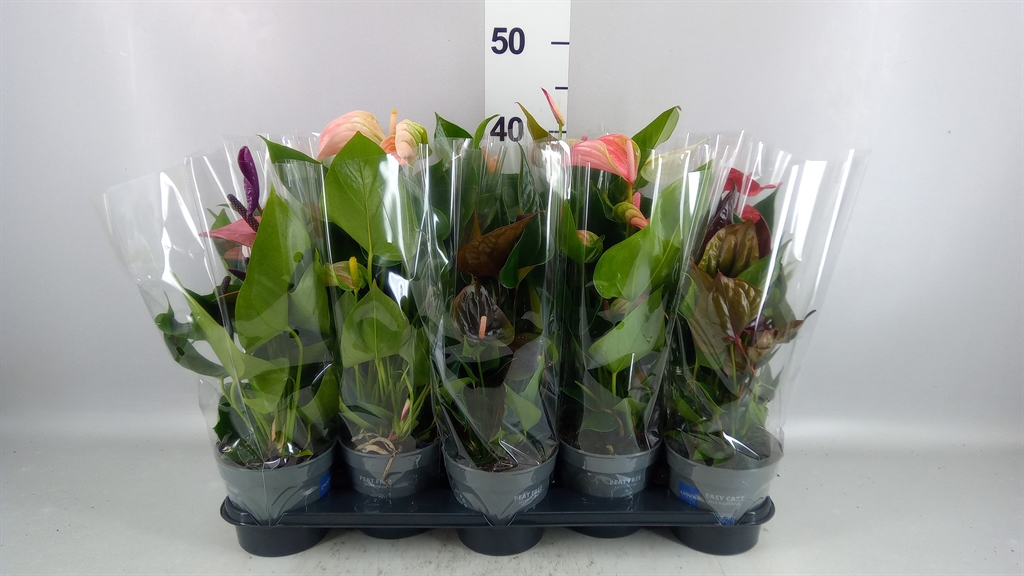 Anthurium Mix 12Ø 43cm