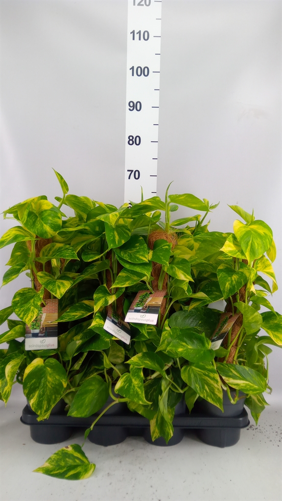 Epipremnum Moss Stick 15Ø 50cm
