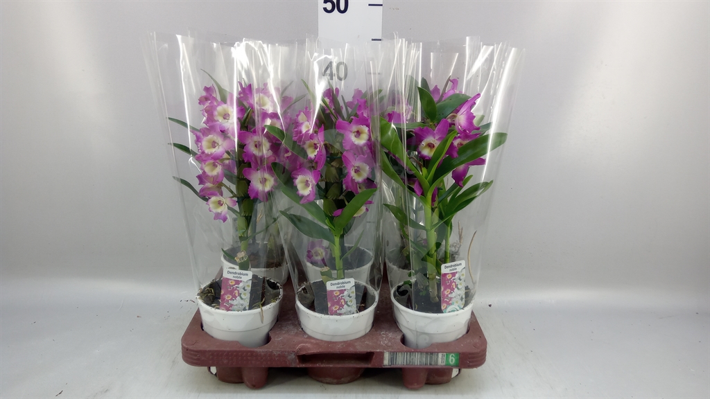 Dendrobium Nobile Cultivars 12Ø 40cm 1st