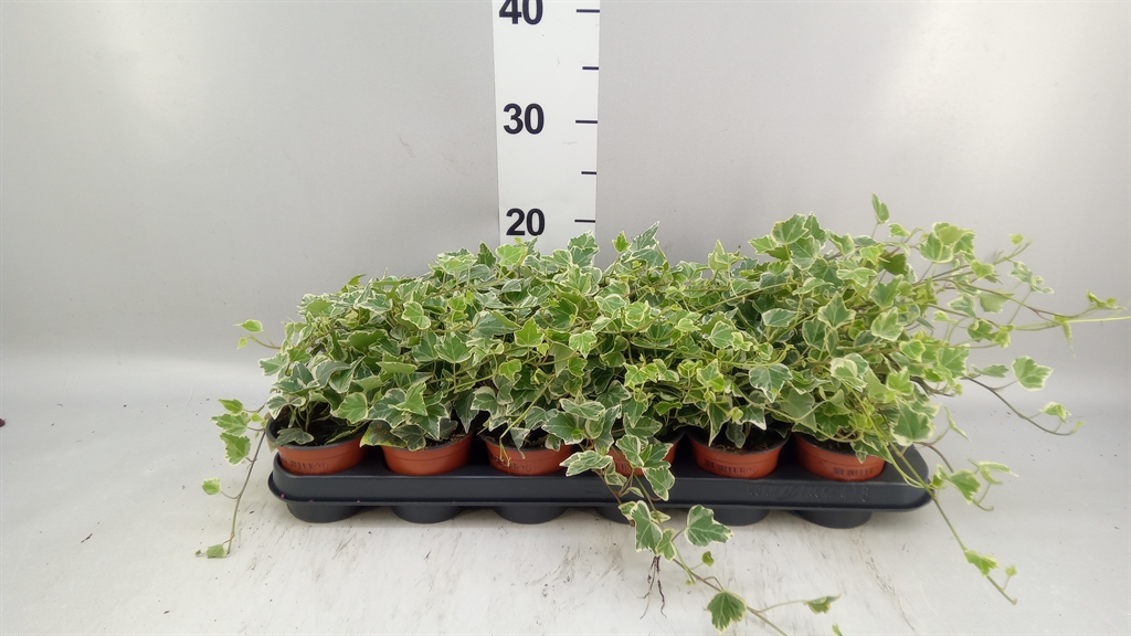 Hedera Helix White Wonder 9Ø 15cm