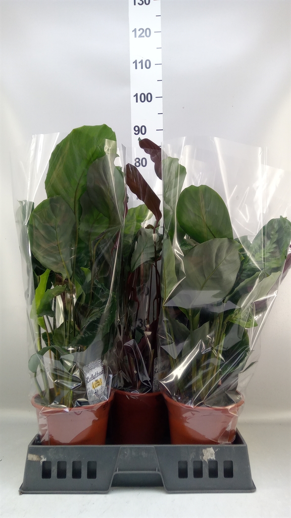 Calathea Mixed 4 Varietys 19Ø 65cm