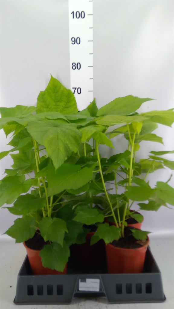 Sparmannia 17Ø 50cm