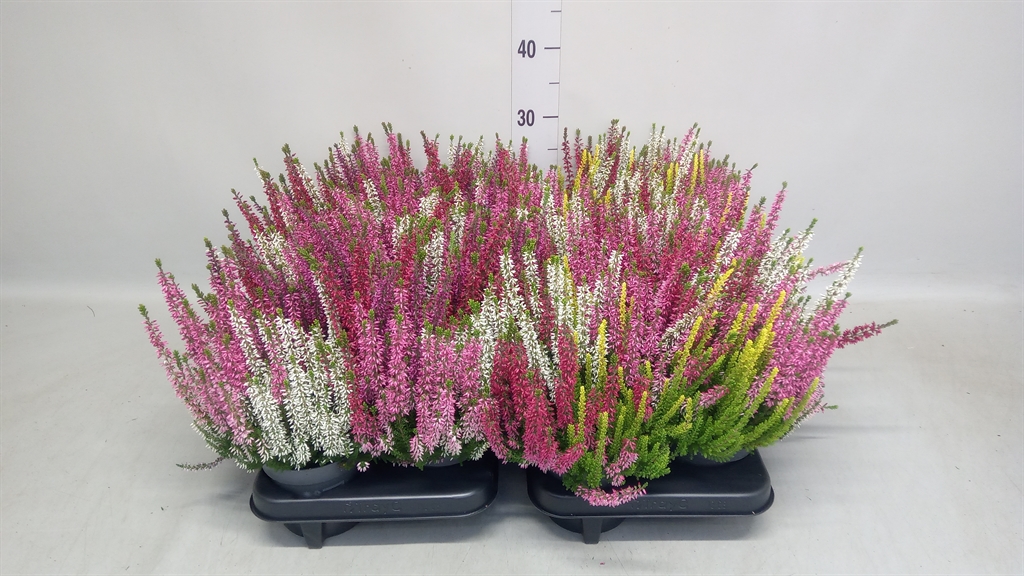 Calluna Beauty Ladies Quattro Mix In Pot 12Ø 25cm