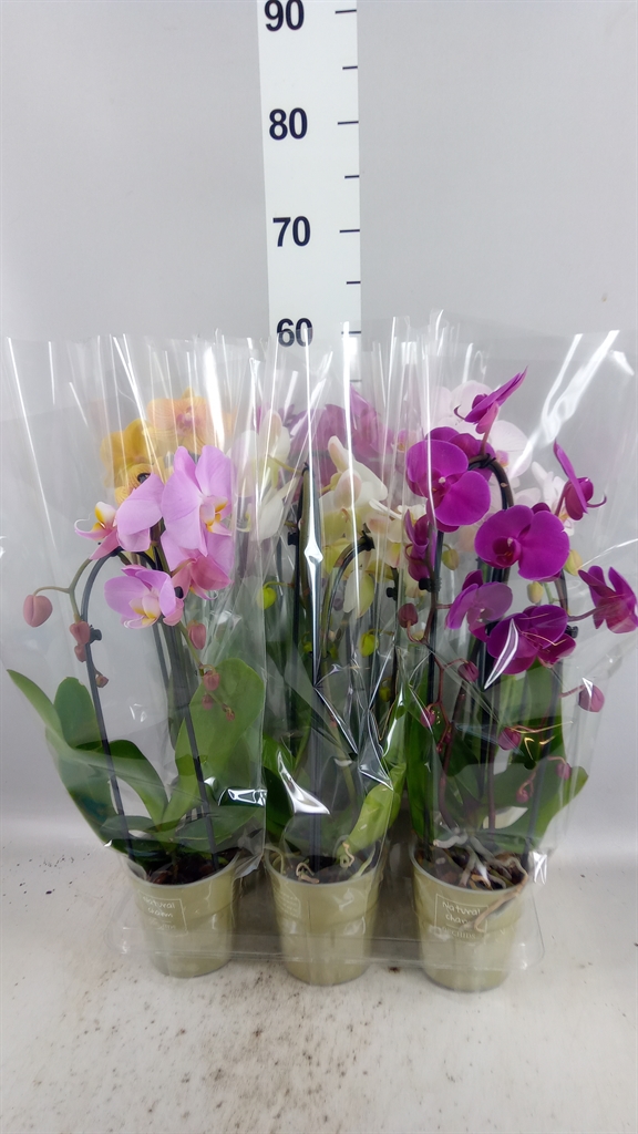 Phalaenopsis Cascade 12Ø 50cm 2st