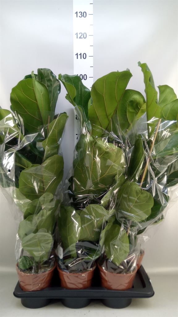 Ficus Lyrata 17Ø 75cm
