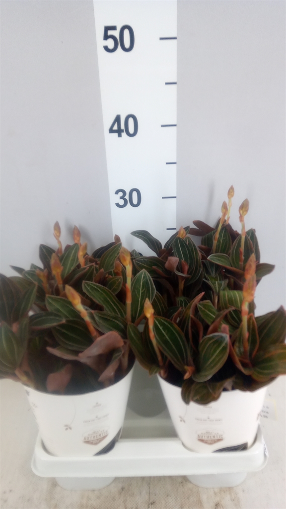 LlUDISIA Discolor