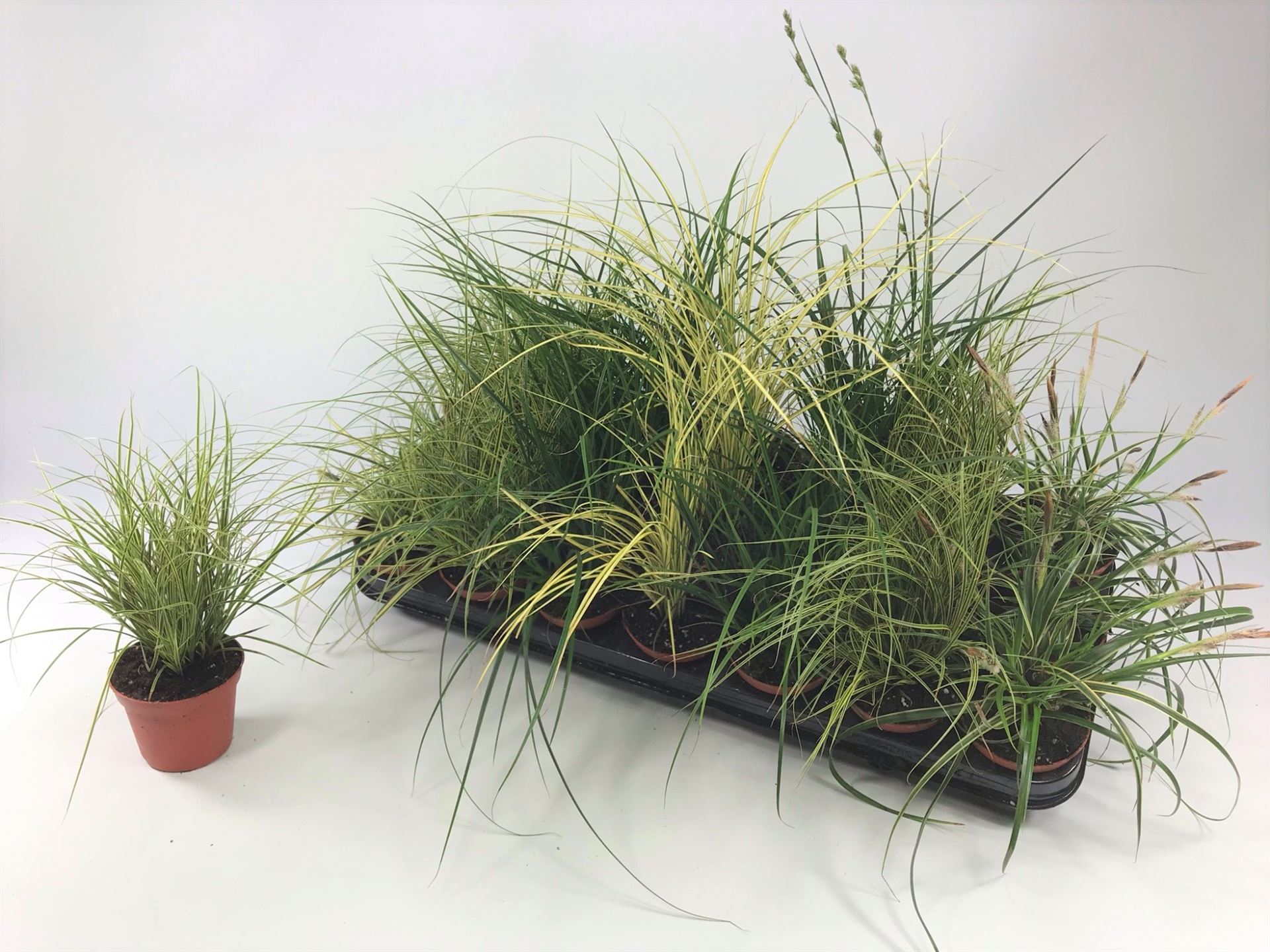 Carex Mix 8Ø 15cm