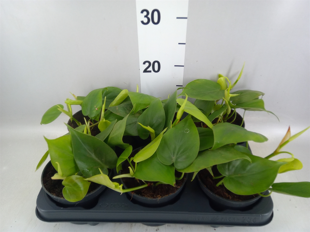 Philodendron Scandens 12Ø 25cm