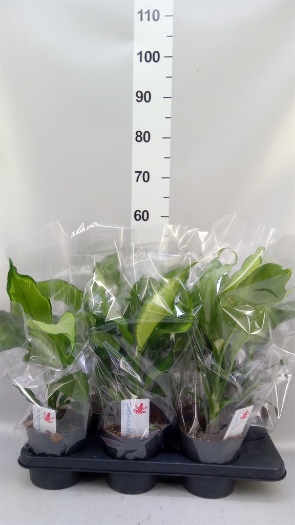 Dieffenbachia Ivory Green 14Ø 45cm