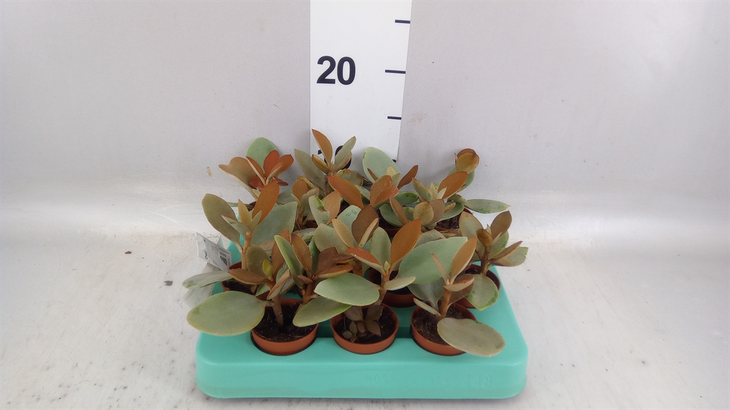 Kalanchoe Orygalis 5Ø 15cm