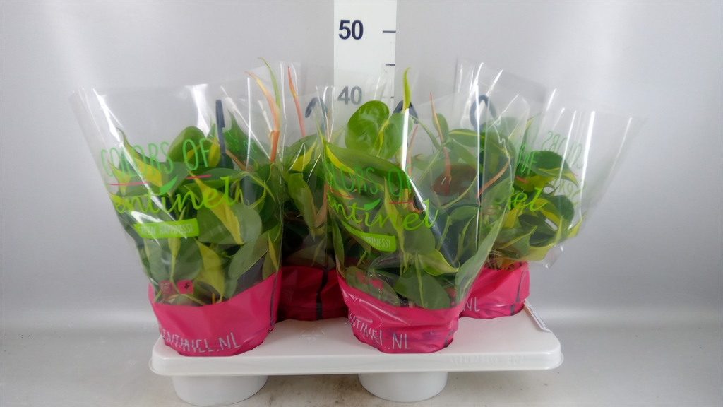 Philodendron Scandens Brasil 15Ø 40cm