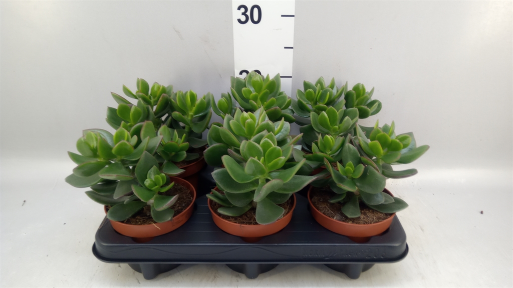 Crassula Hulk 12Ø 15cm
