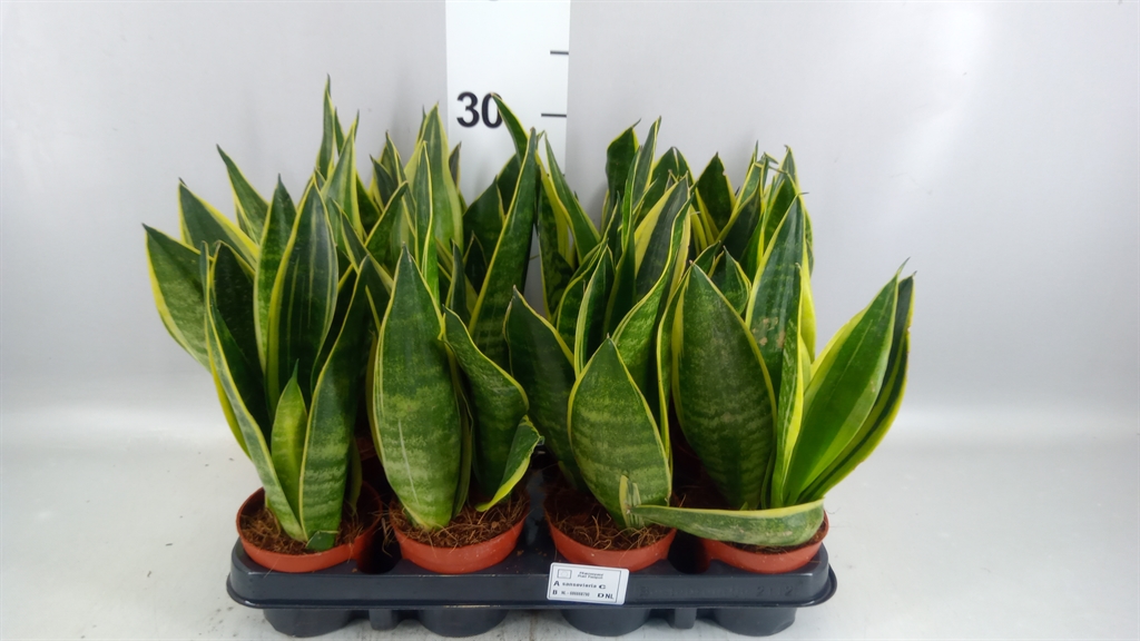 Sansevieria Trifasciata 9Ø 30cm