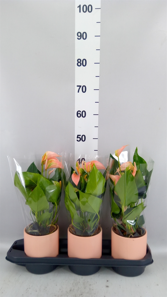 Anthurium Joli Peach 12Ø 40cm