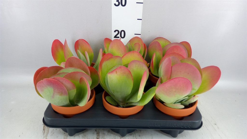 Kalanchoe Thyrsiflora 11Ø 18cm