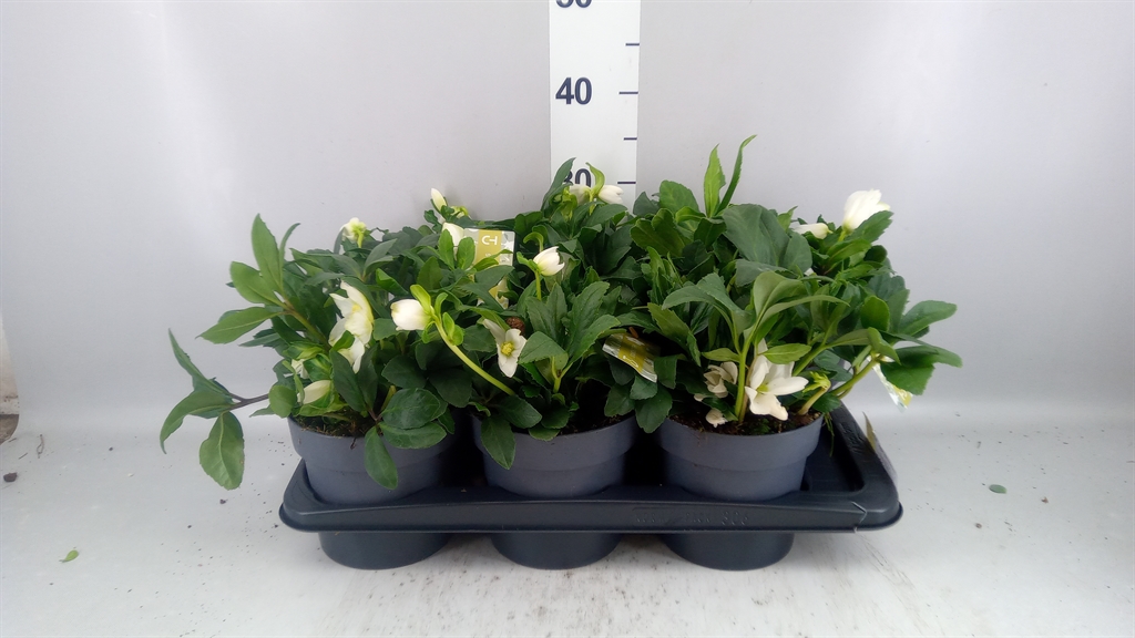 Helleborus Advent Star 17Ø 30cm