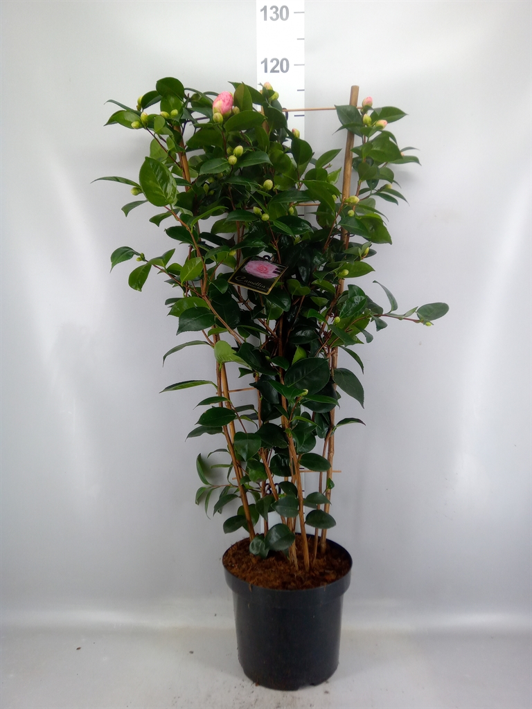 Camellia Japonica William Bartlett 26Ø 110cm