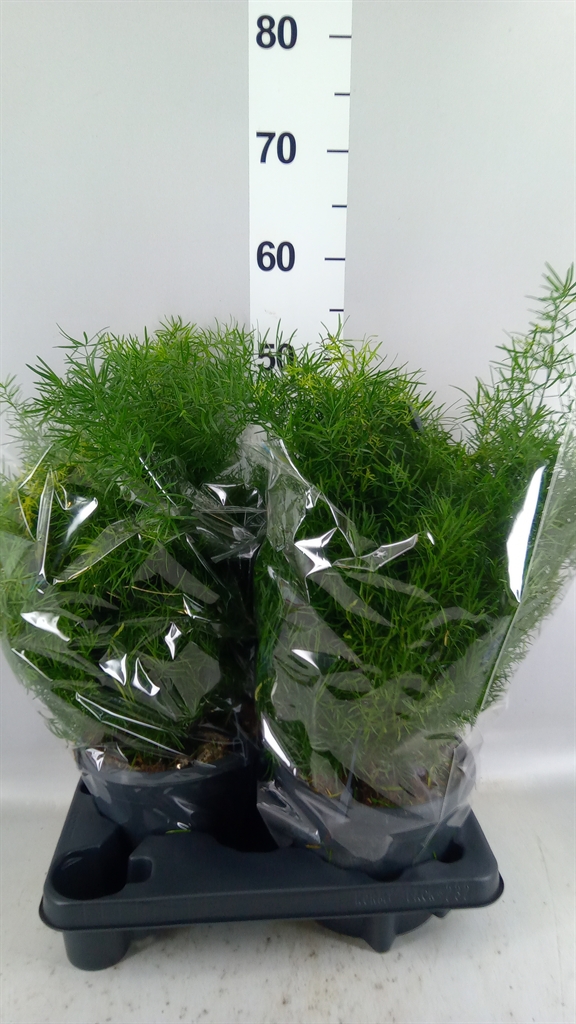Asparagus Densiflorus Sprengeri 19Ø 60cm