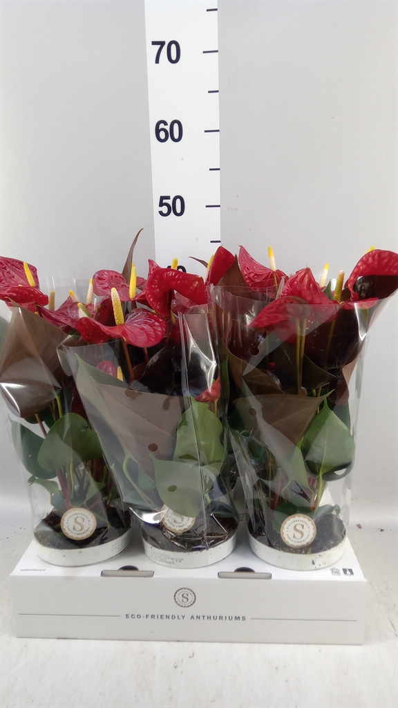 Anthurium Coral Champion 12Ø 40cm
