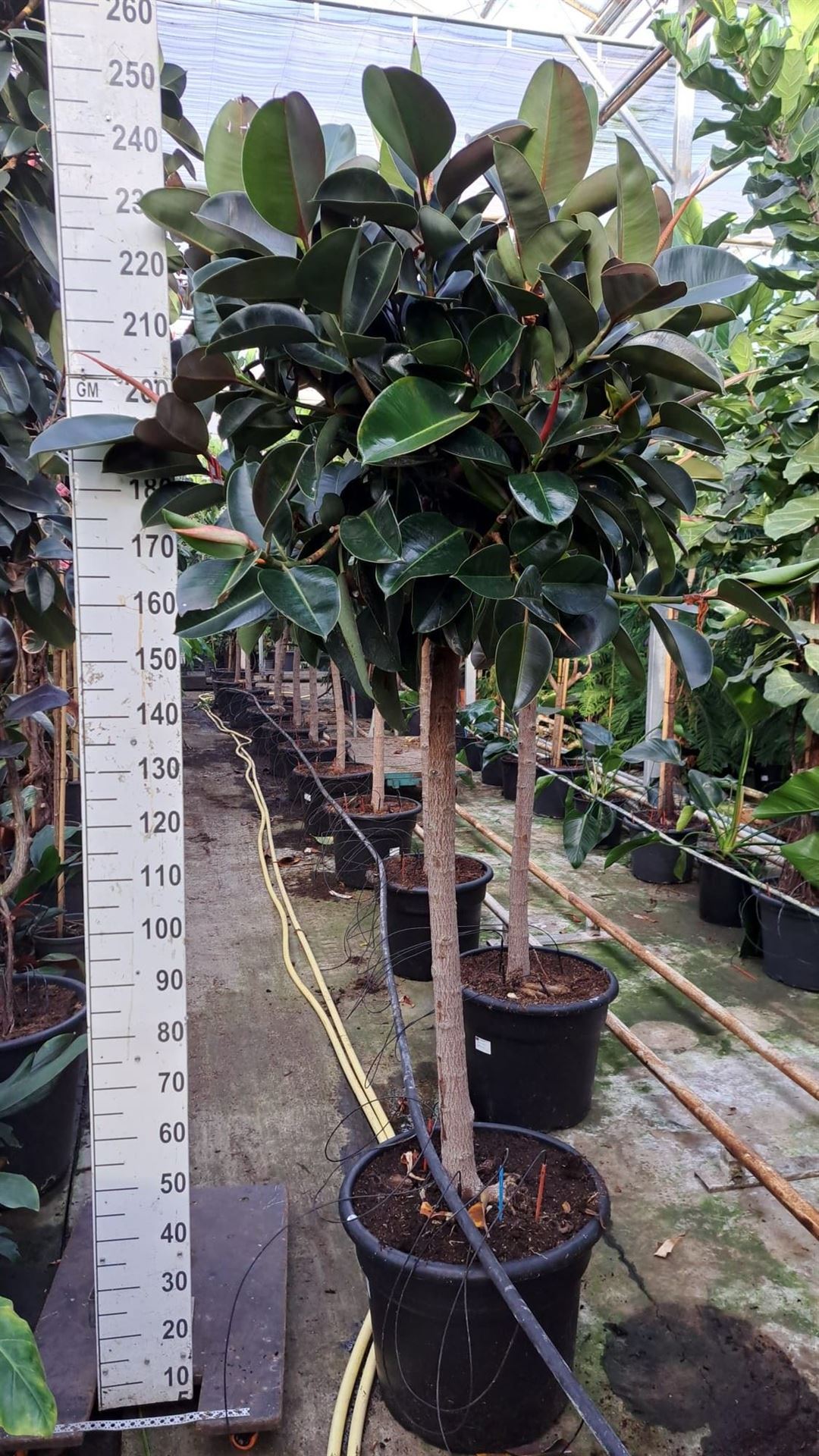 Fic El Robusta 52Ø 240cm