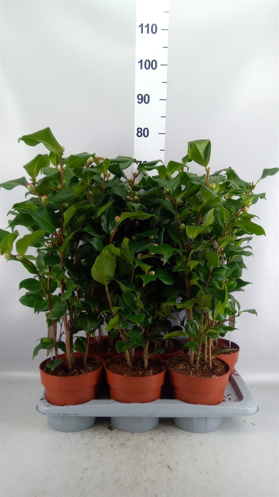 Camellia Japonica Dr King 17Ø 60cm