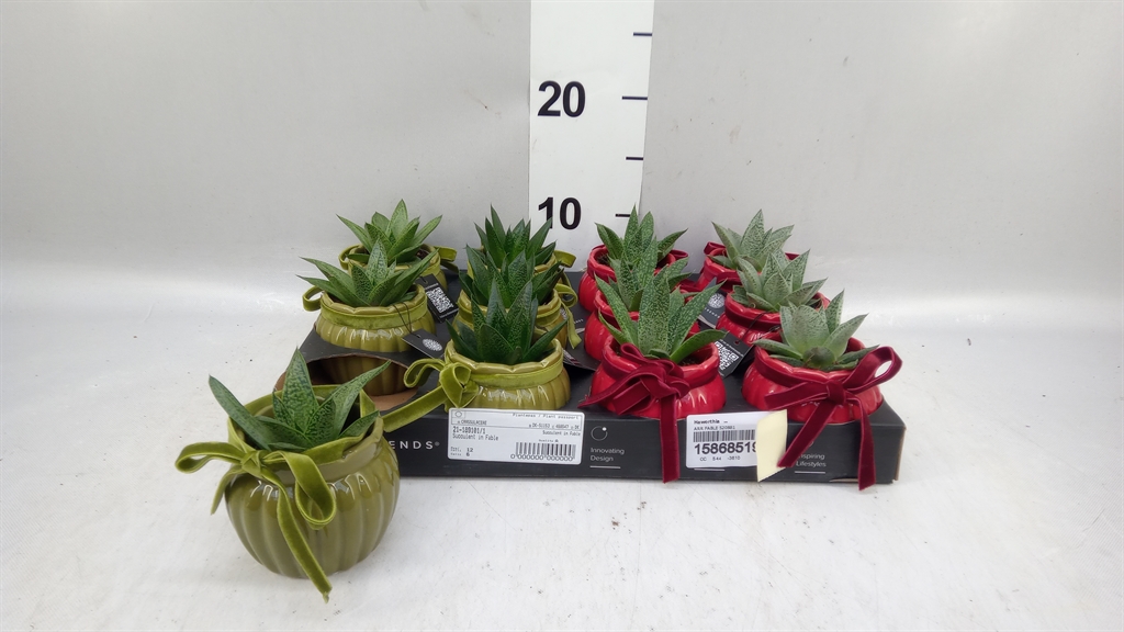 Haworthia 6Ø 15cm