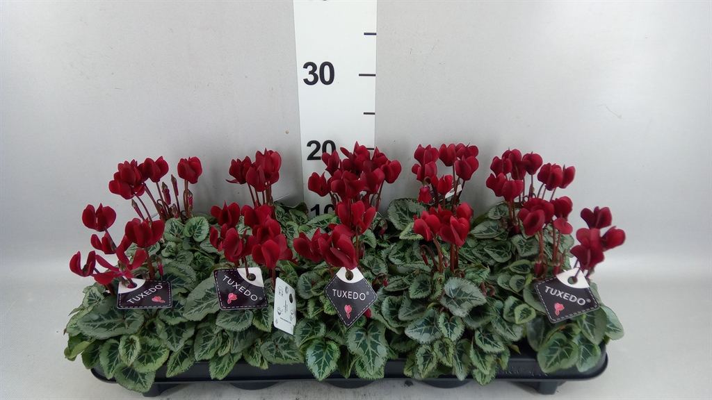 Cyclamen Persicum Tuxedo 9Ø 18cm