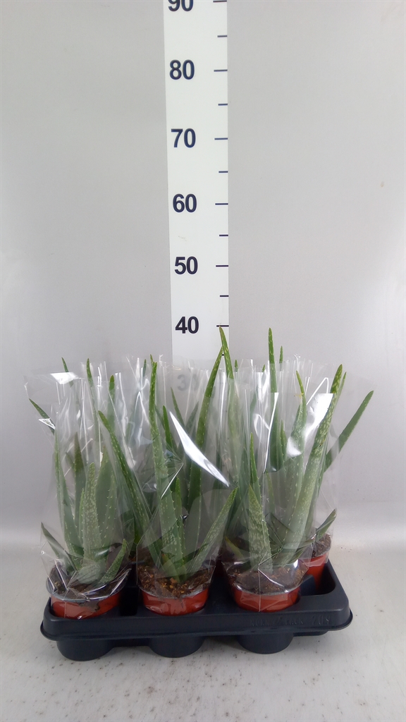 Aloe Vera 10Ø 35cm